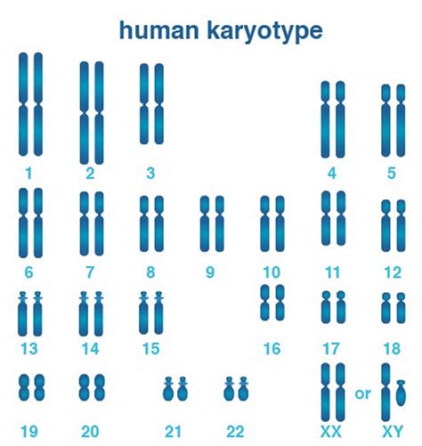 twoxchromosomes|two x chromosomes mean.